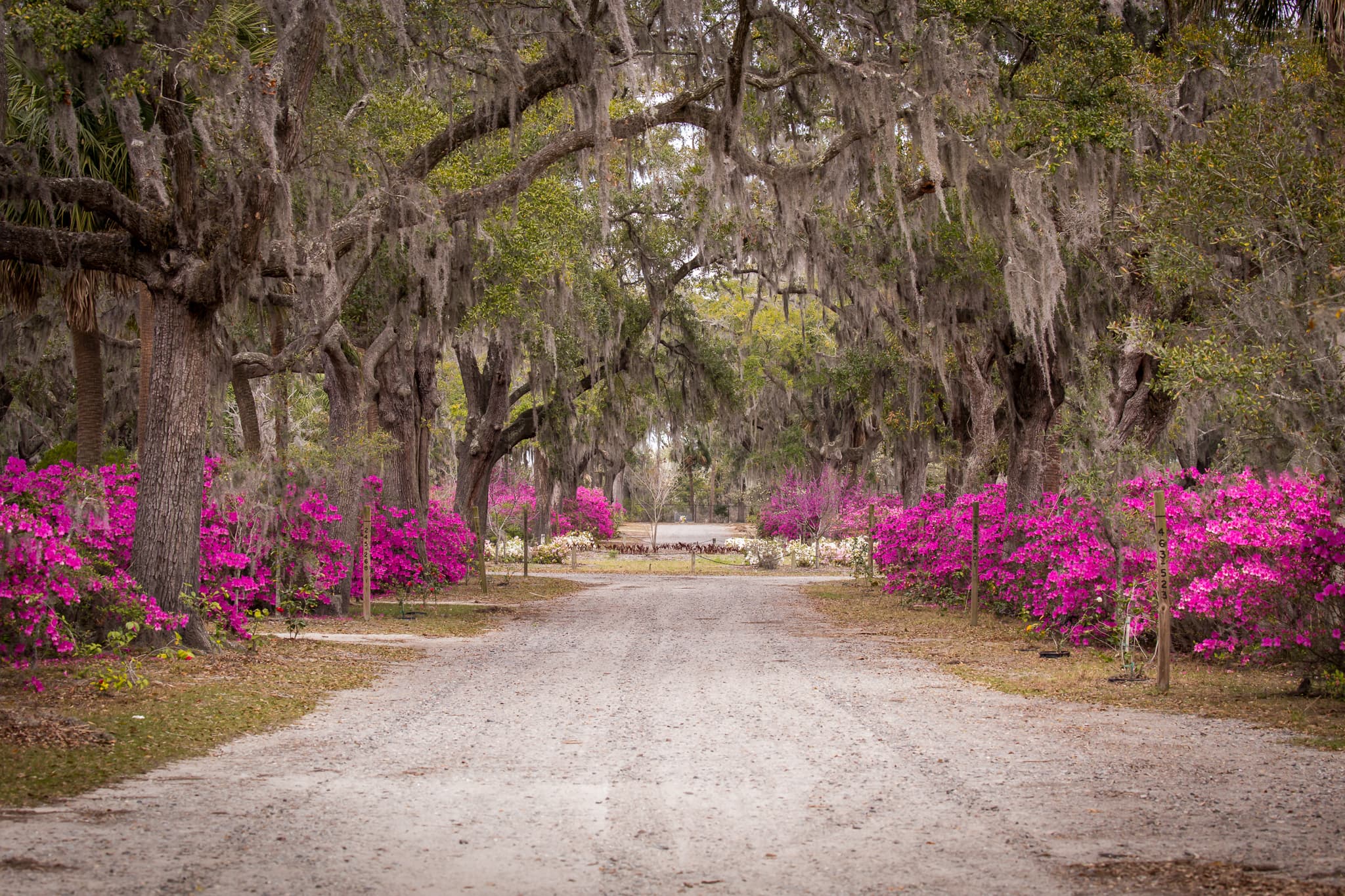 Bonaventure Cemetery